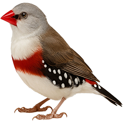 Diamond Firetail Finch